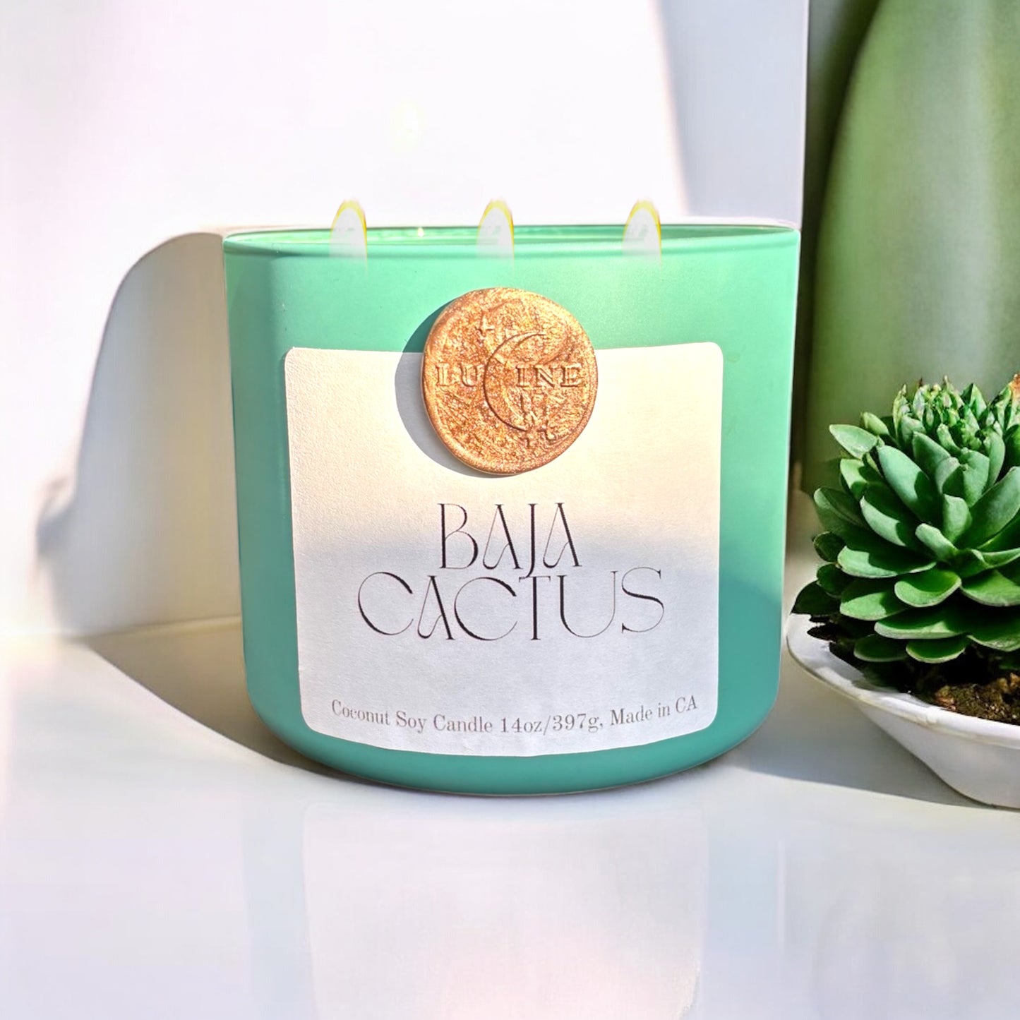 Baja Cactus